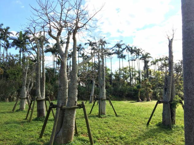 [오키나와] 오키나와 동남식물낙원 입장권