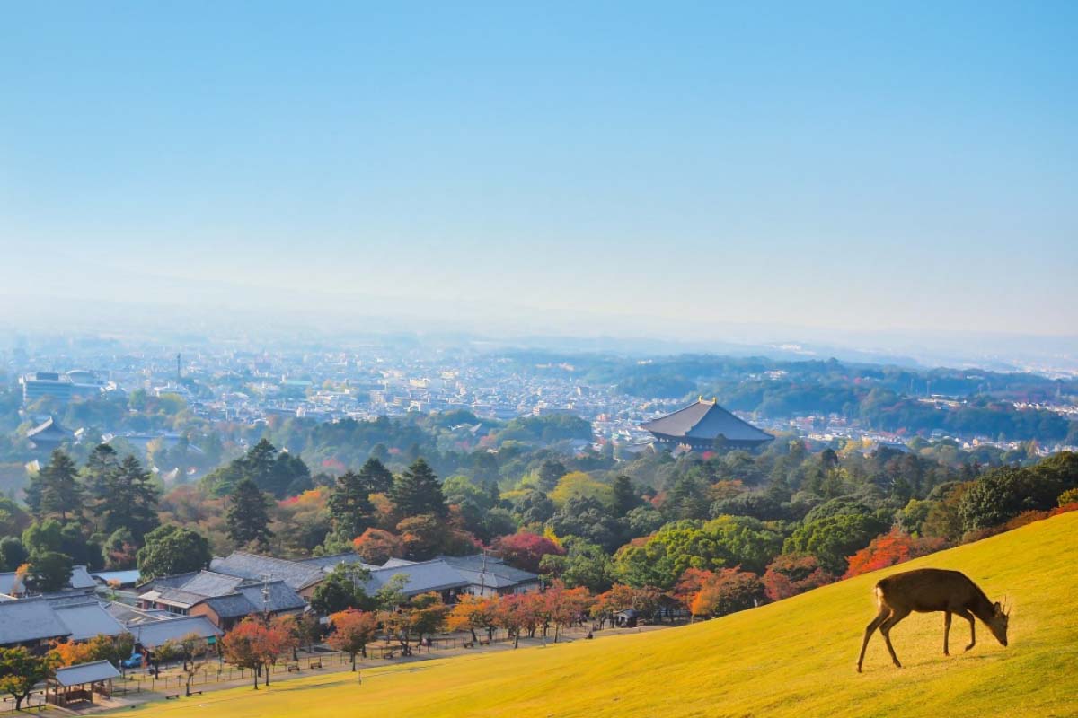 [교토] 나라 교토 1일 버스투어 한국인 가이드